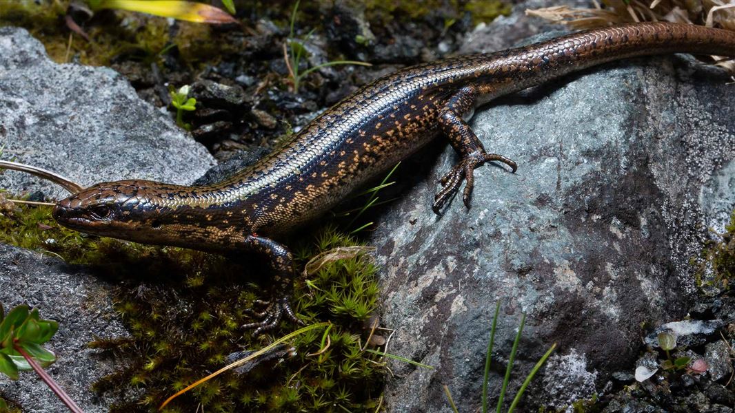 A brown and black mottles skink on a mossy rock. 