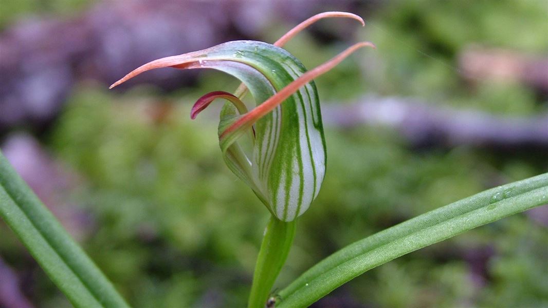 Kauri greenhood orchid. 