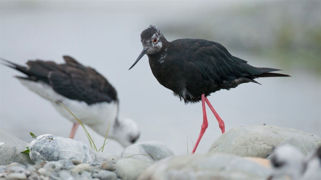 A close up of a male black stilt in the foreground with a female in the background feeding on a rocky bank.