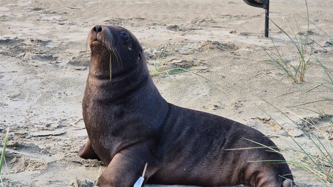 A five-month-old male sea lion pup, was found dead on a Catlins coastal road. 