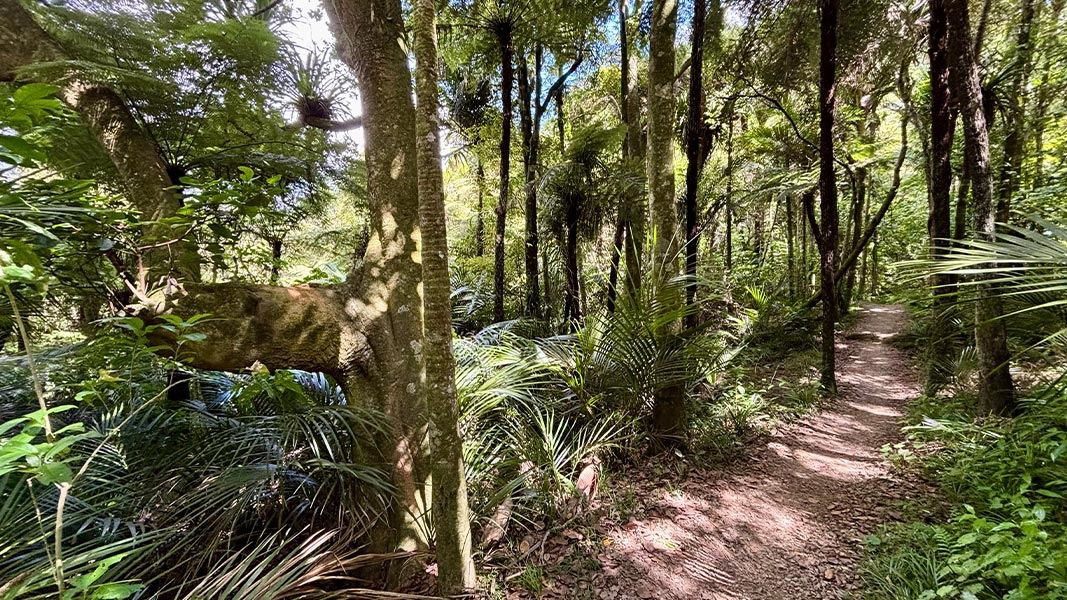 Mount William Walkway track and trees. 