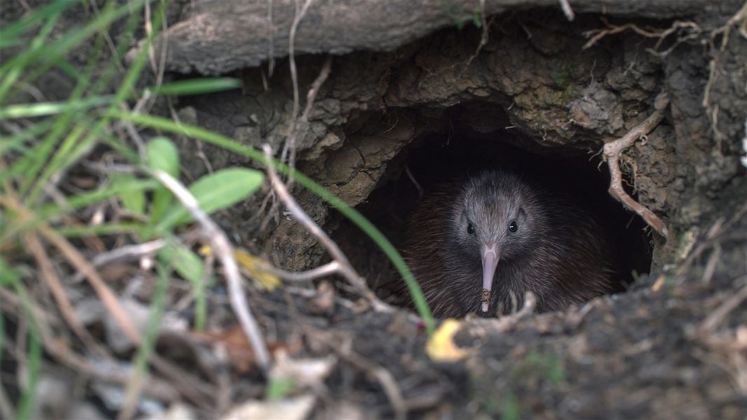 Kiwi in burrow. 