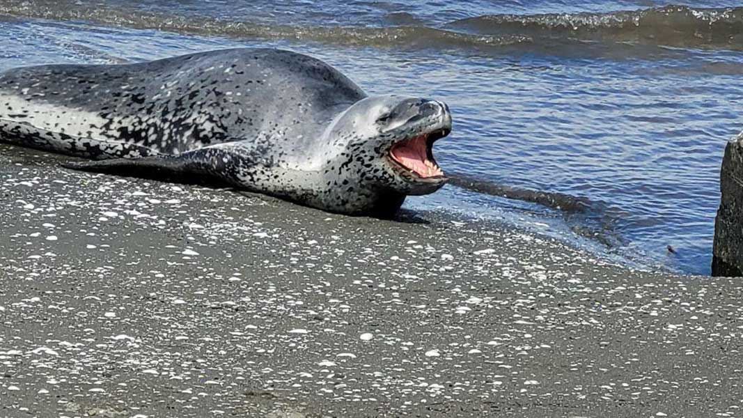Leopard seal at Petone beach. 