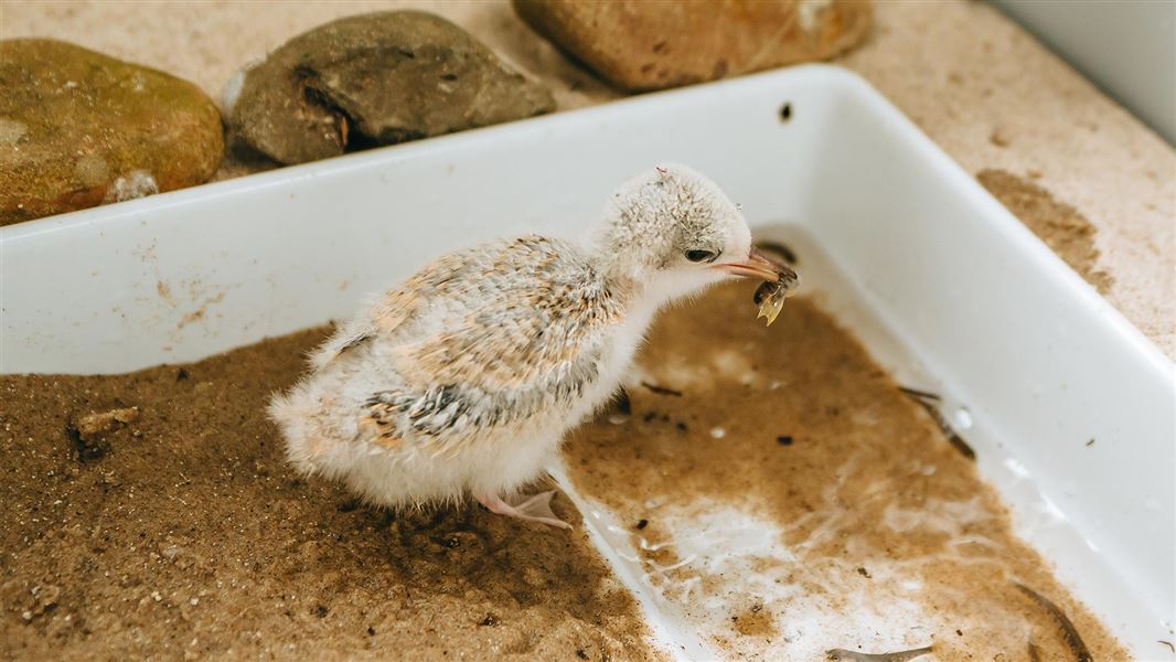 Tara iti chick at Auckland Zoo