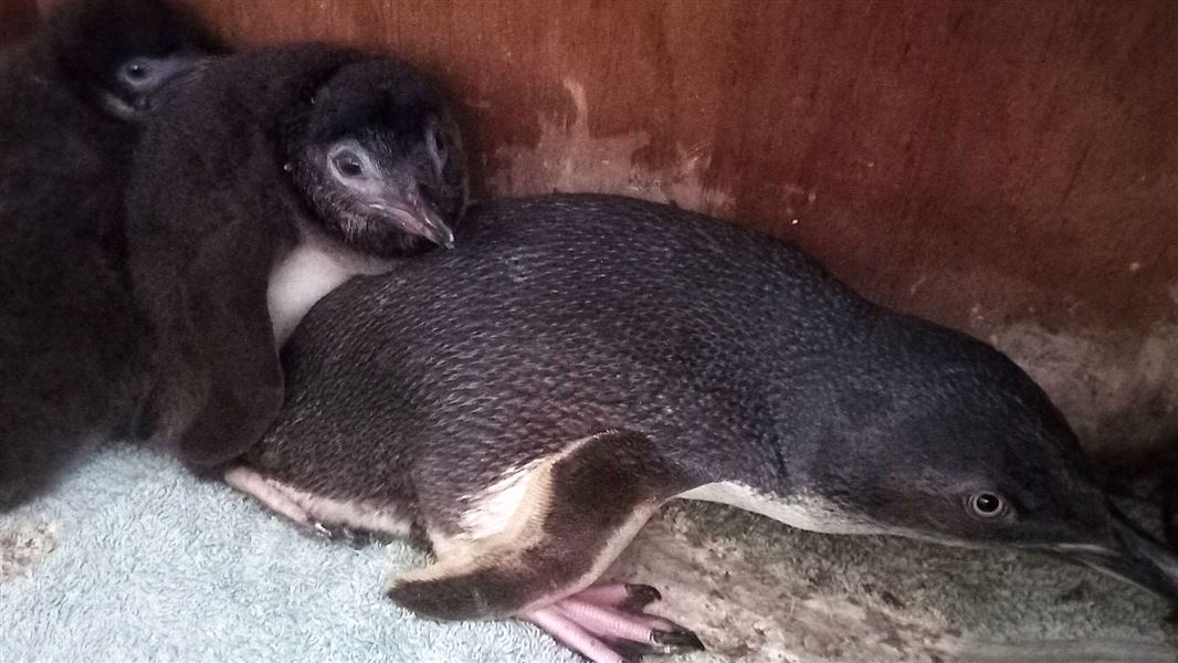 Three small penguins, two are chicks with fluffy black fur, are huddled in a wooden box.
