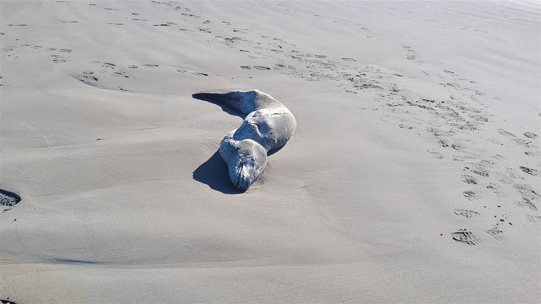 Sick leopard on Christchurch beach. 