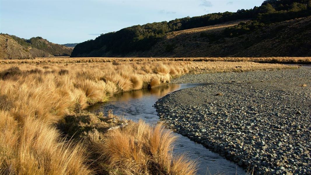 A river with tussock grass and hills in the background.