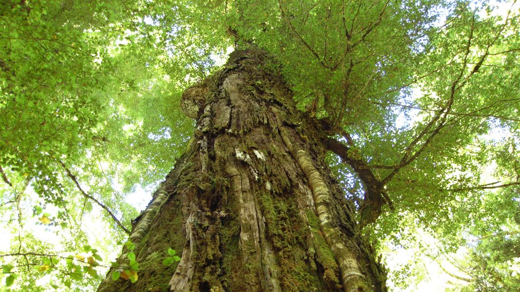 New Zealand native plants: Conservation