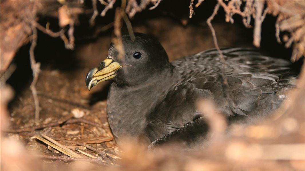 A black petrel/tākoketai sitting in its burrow.