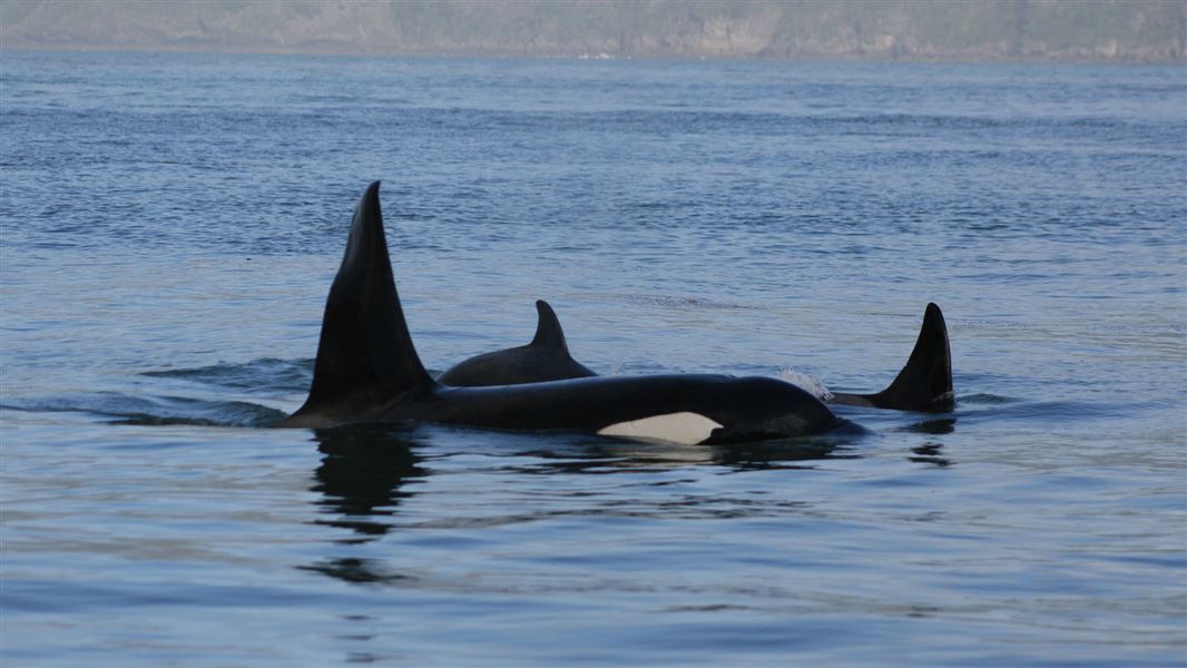 Pod of orca. 