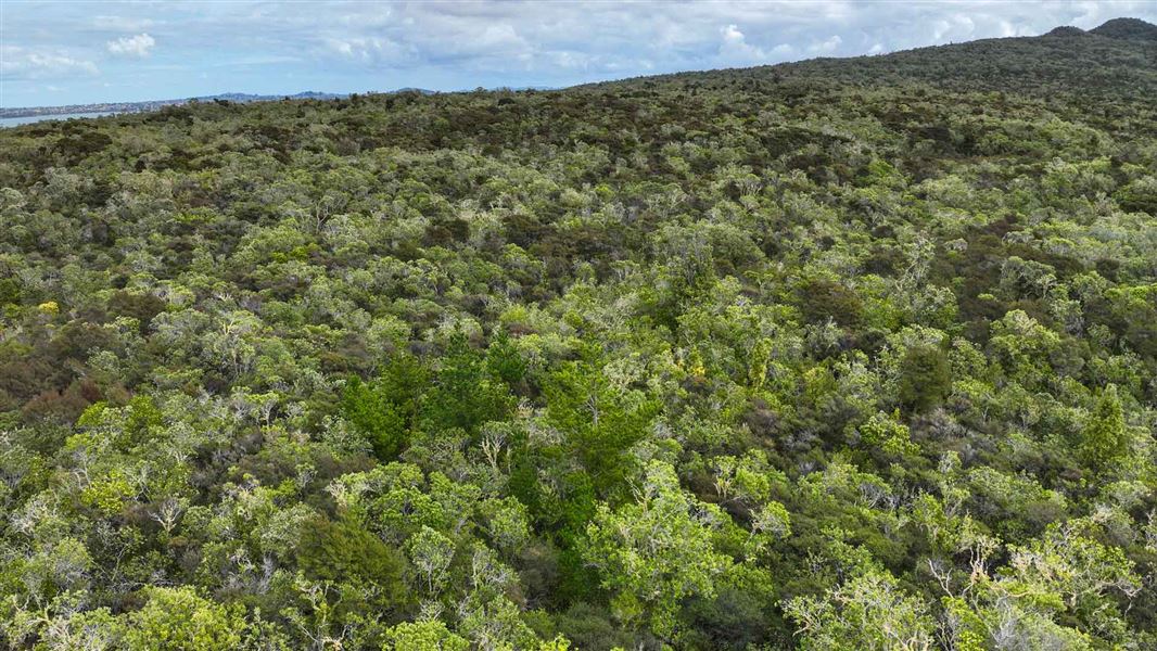 Wilidng pines amongst the Rangitoto ecosystem of pōhutukawa and rātā.
