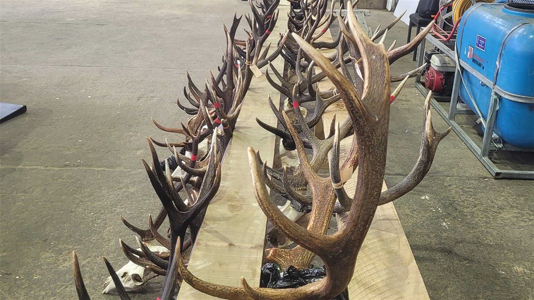 Deer horns from the 2025 Pureora Hunting Competition. 