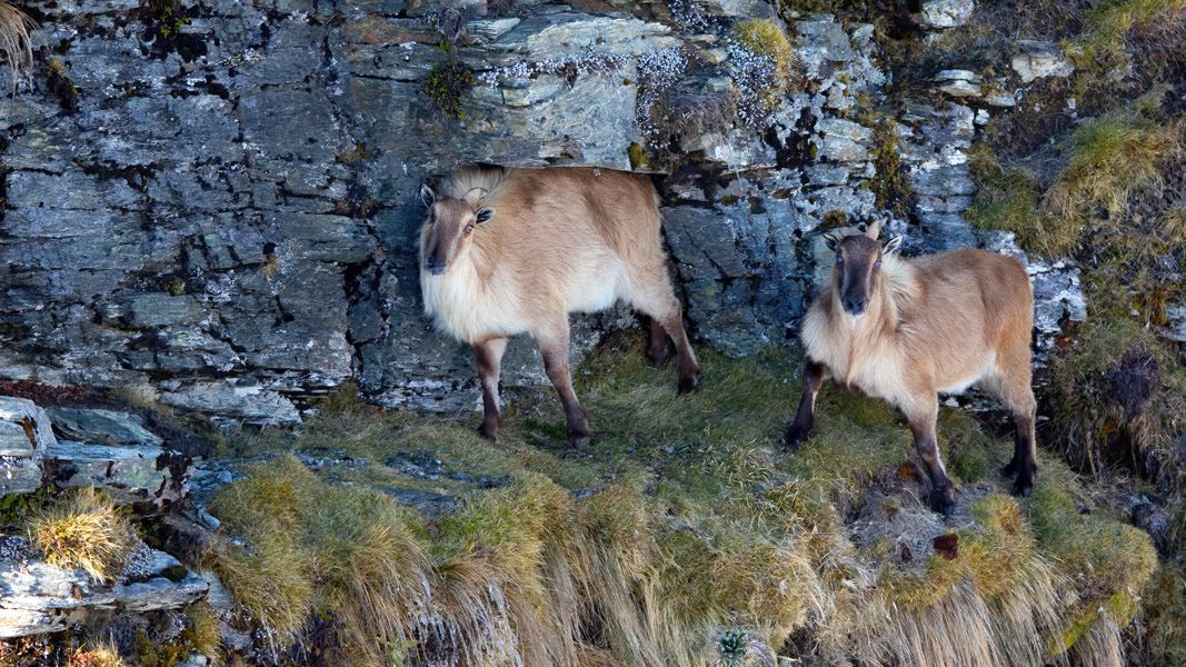 Pair of tahr standing on rocky cliff. 