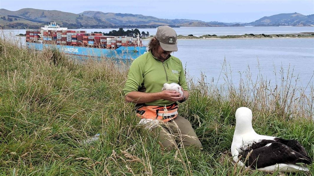 A ranger kneeling on the grass holding an albatross chick. 