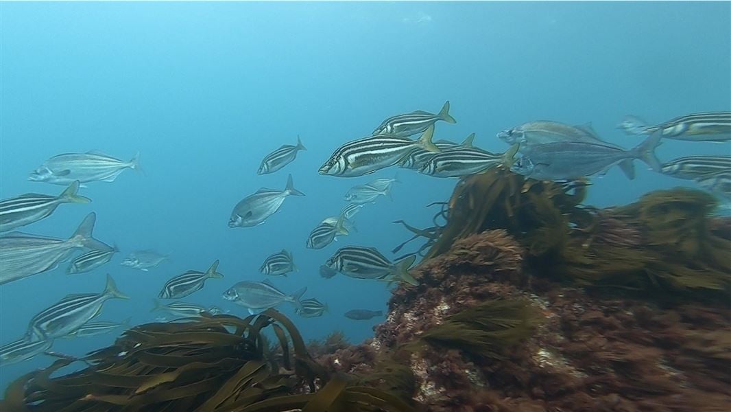 A serene underwater scene with silver and striped fish swimming over weed. 