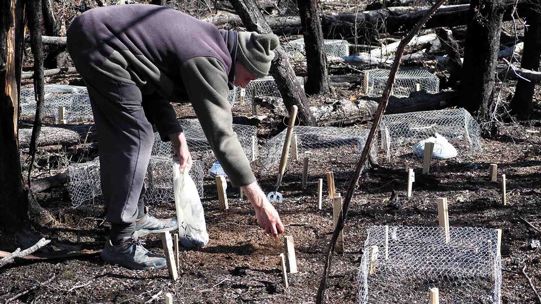 A man bends down to sow mulch on a newly planted area.