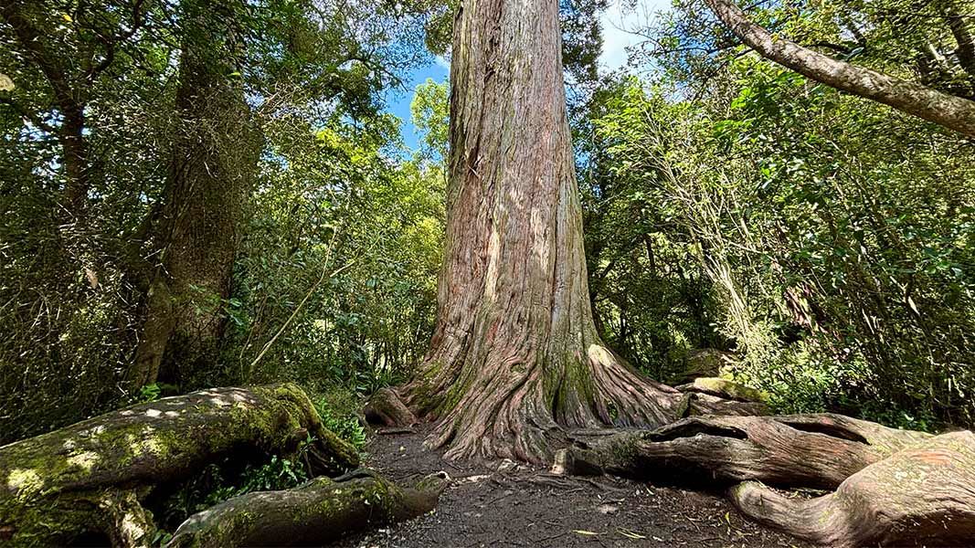 Tōtara tree on Big Tree Walk. 