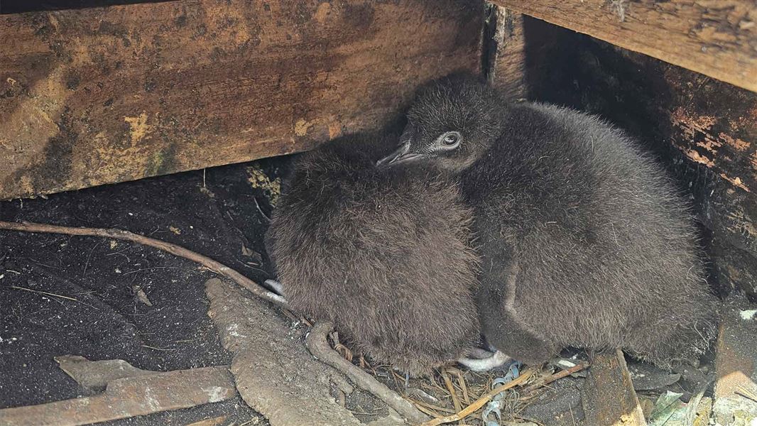 Urenui penguin chicks. 