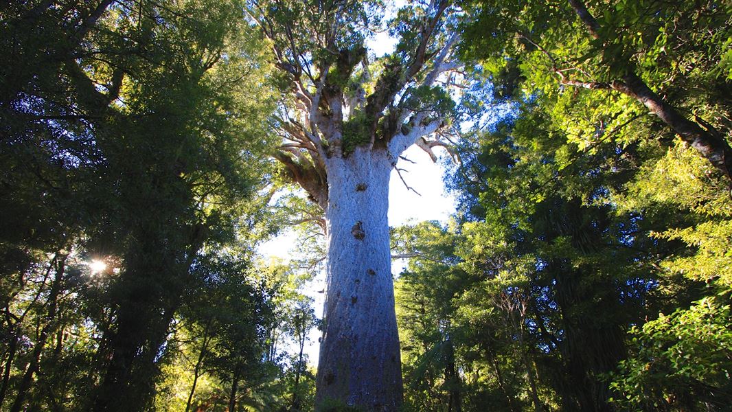 Image result for Tāne Mahuta tree