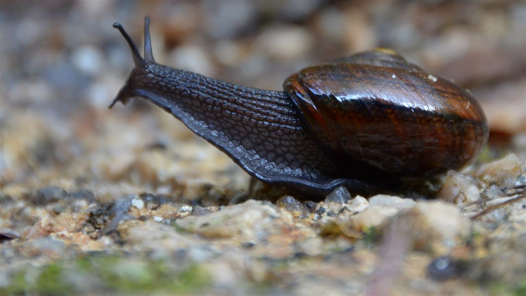 Stories about powelliphanta snails Invertebrates