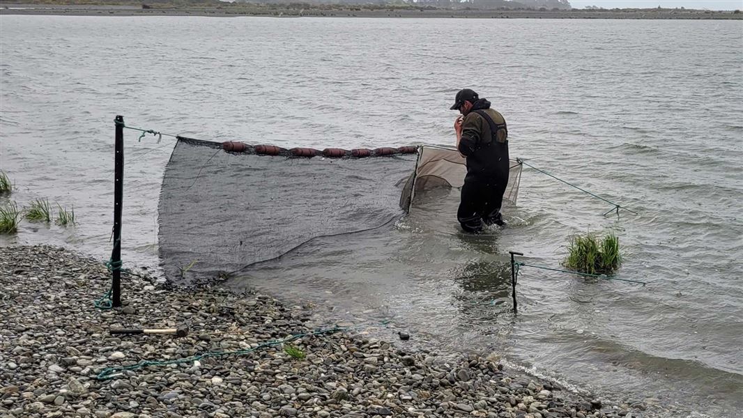 Whitebaiter standing knee-deep in a river. 