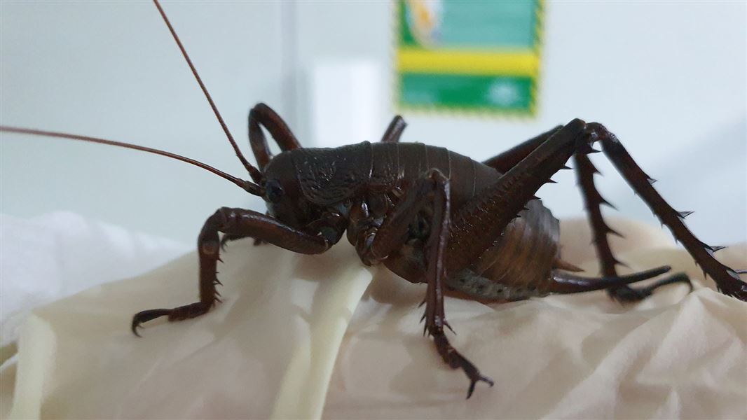 Rare giant wētā on move to help save species Media release 15 April 2021