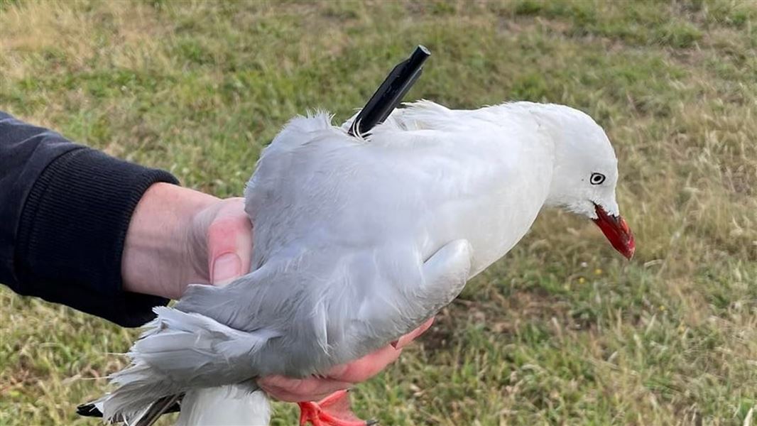 A close up of a seagull held in a hand with a crossbow bolt in its body.