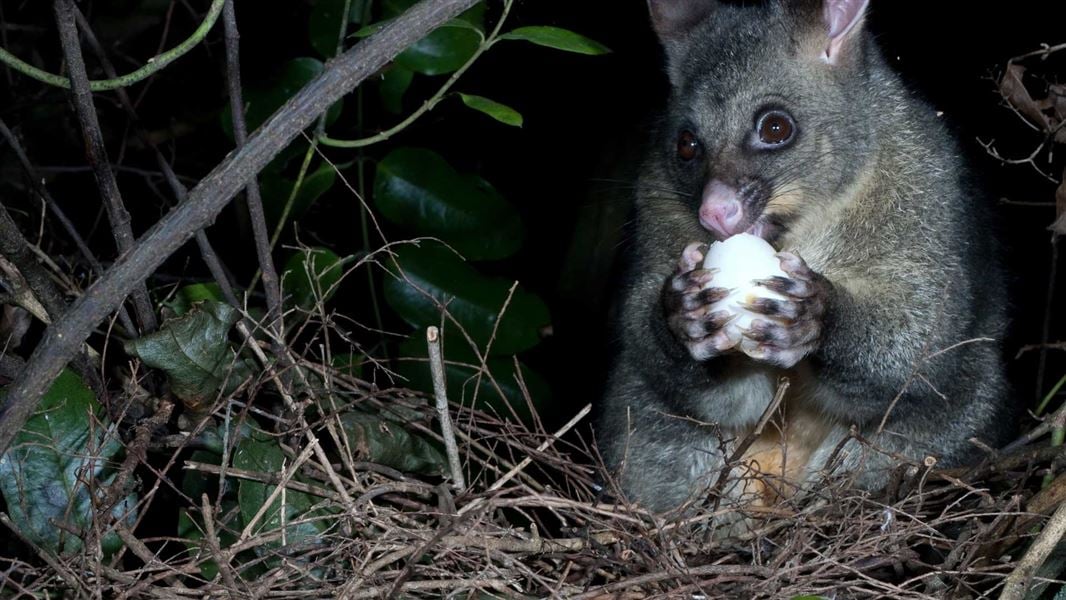 Possums: New Zealand animal pests and threats