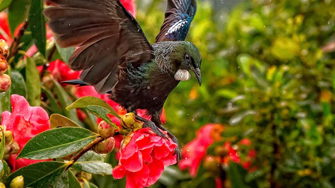 Tui: New Zealand native land birds
