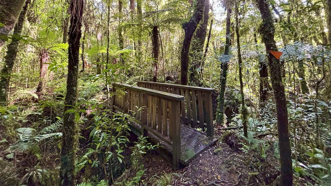Bridge on the Mangaotaki Walk. 