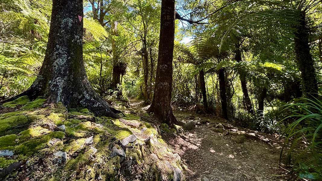 Five Mile Loop Track. 