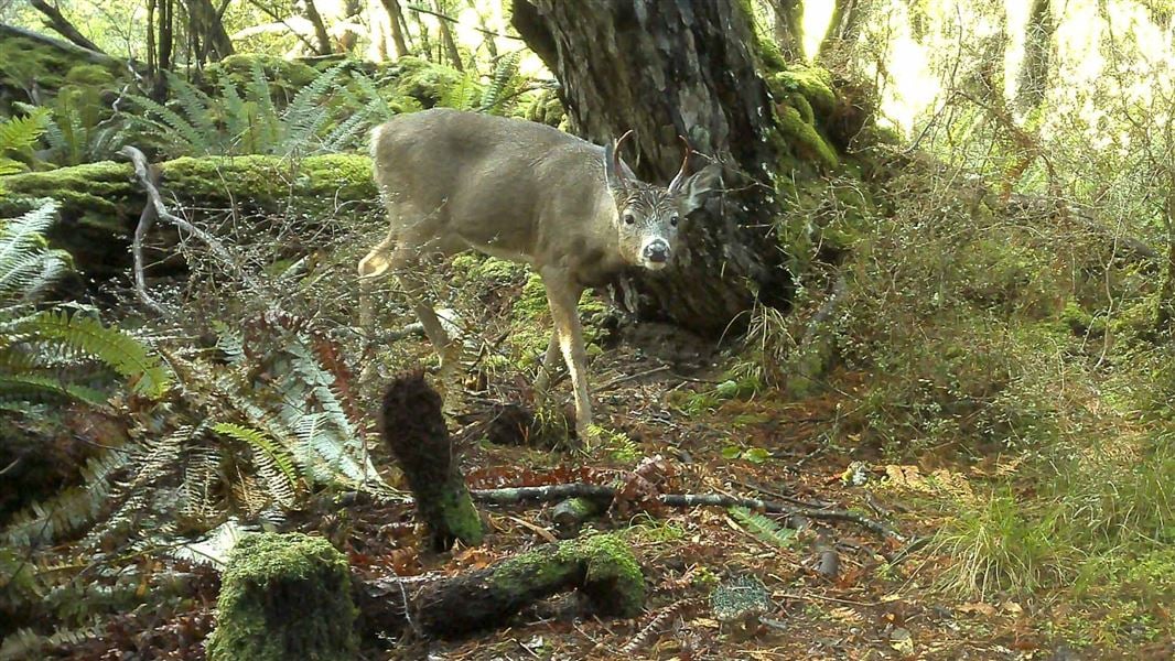 A deer standing under a tree in the bush looking towards the camera.  