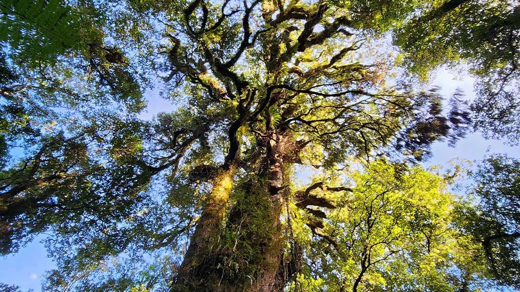 Rimu tree on the Amethyst Rimu Walk 