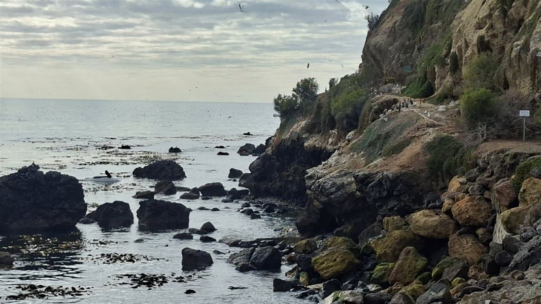 Ocean near cliffs with an orca form near rocks. 