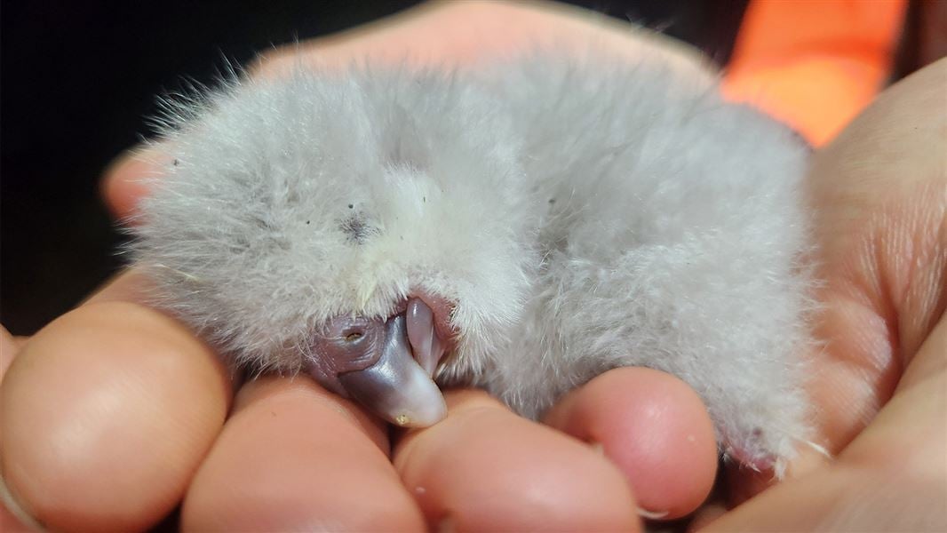 The first chick of the 2026 breeding season, Tīwhiri-1A hatched in foster mum Yasmine's nest on Valentine's Day. 