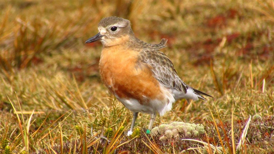 Pukunui southern New Zealand dotterel. 