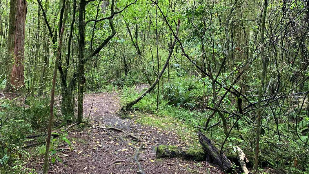 Path snaking through wooded area.