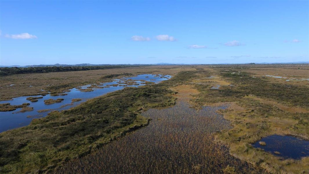 Image of a wetland. 