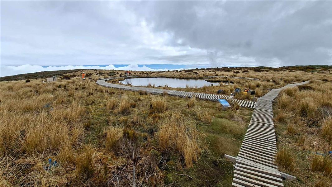 Boardwalks over tussocky wetlands and a pond in the distance. 