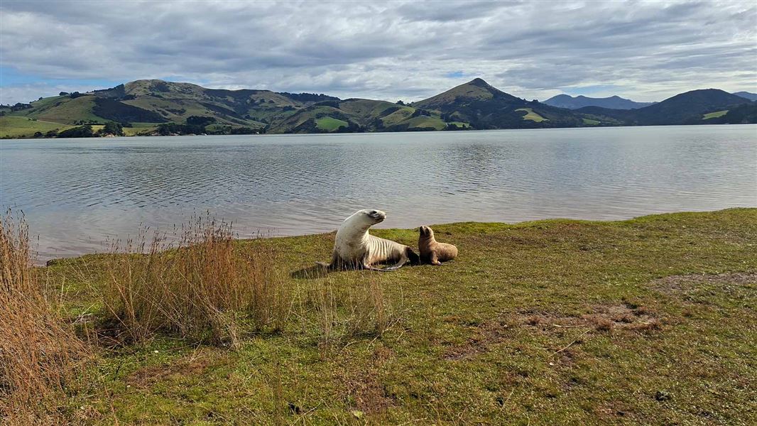 A sea lion mother and pup together near a body of water. 