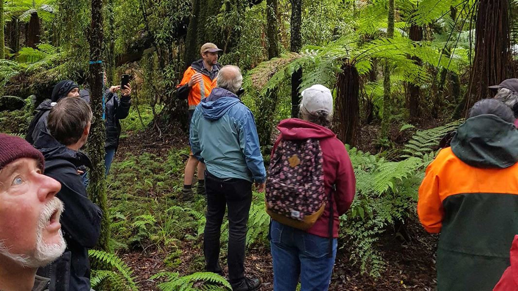 A group of people stand in the forest under ferns.