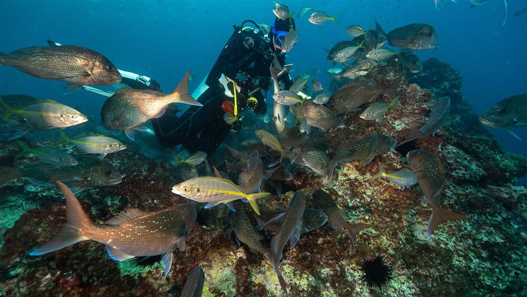Scuba diver collecting sea urchins from the sea floor.