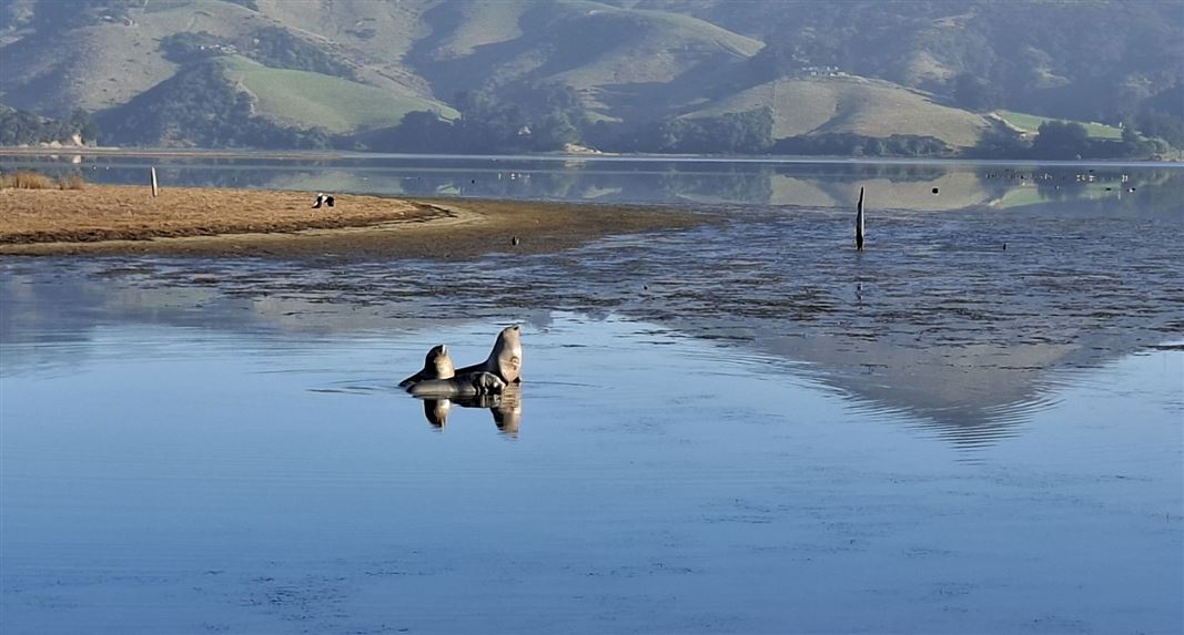 Three sea lion pups resting together in calm shallow water near a sandy shoreline, with hills in the background.