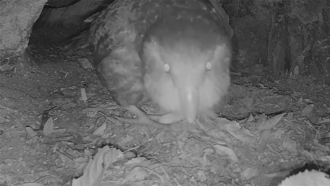 A black and white still image of a kākāpō appearing to look directly at the camera from within its nest. 