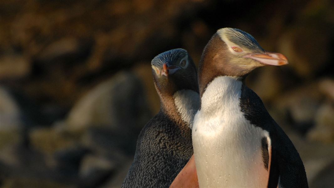 Yellow eyed penguins.