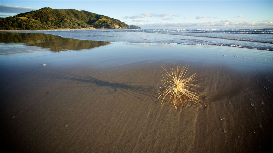Waikawau Bay conservation campsite Northern Coromandel, Coromandel region