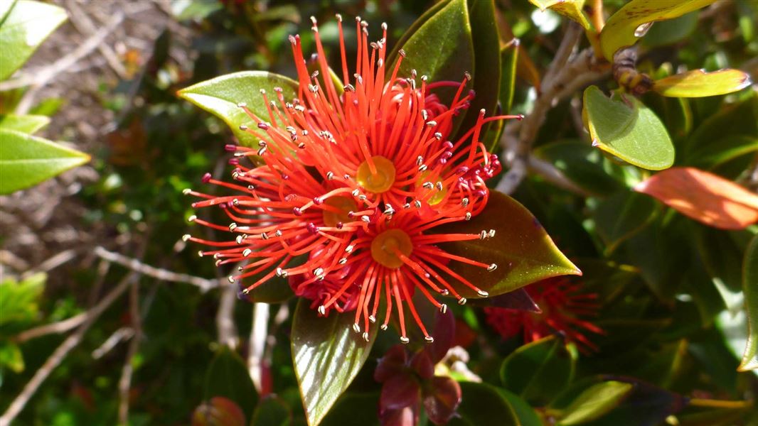 Rt New Zealand  native plants 