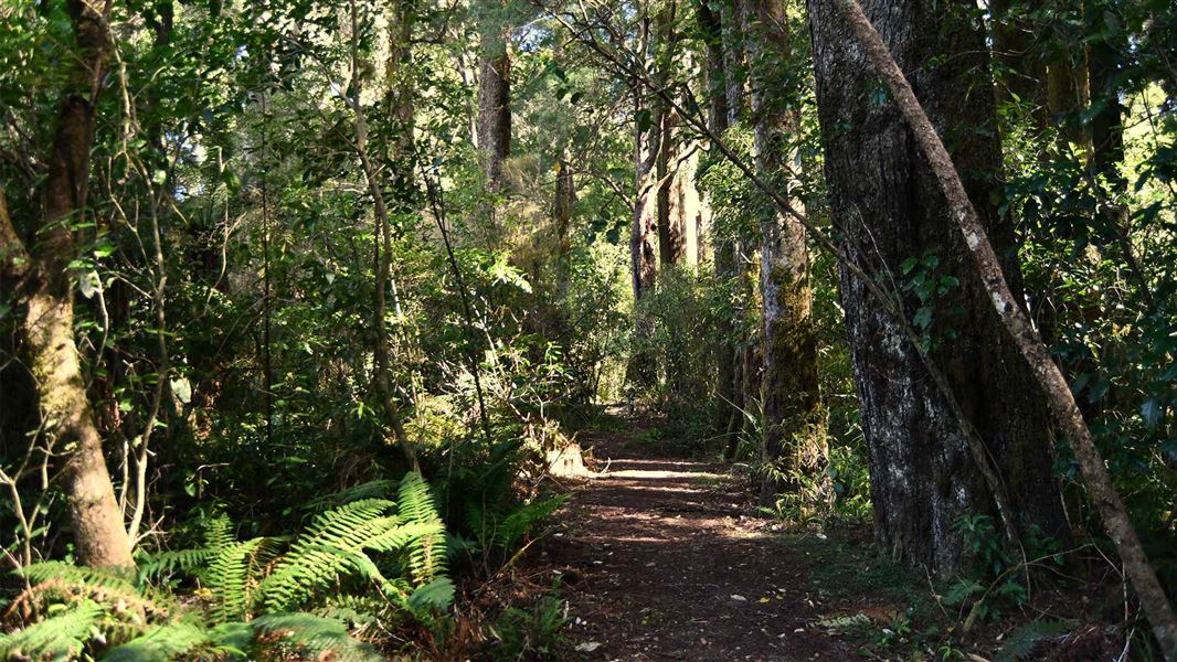 A flat dirt track through a podocarp forest with sunlight filtering through. 