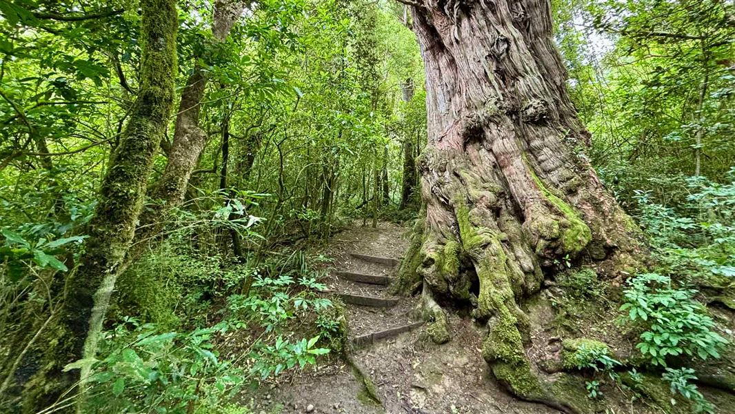 Dennistoun Bush Walk. 