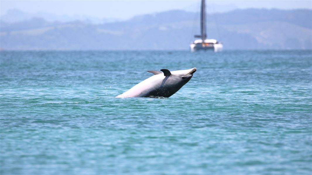 A bottlenose dolphin breaches in Te Pēwhairangi  (Bay of Islands) Marine Mammal Sanctuary . 